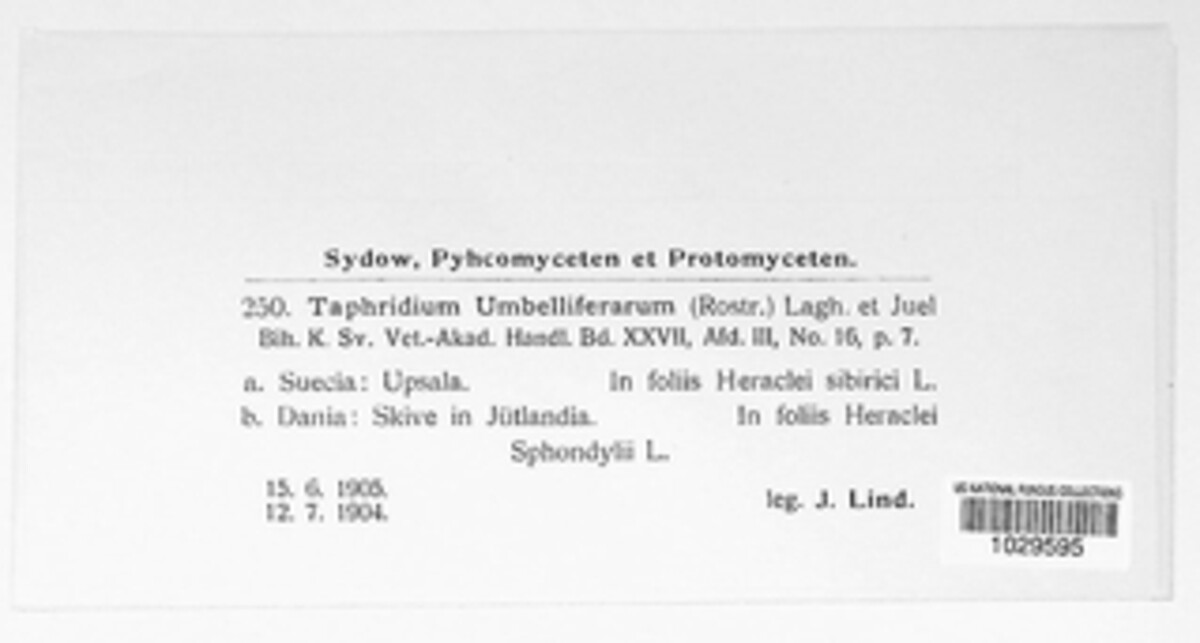 Taphridium umbelliferarum image